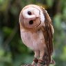 owl 的头像