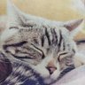 KTみーたん 的头像