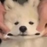 小野狗's profile picture