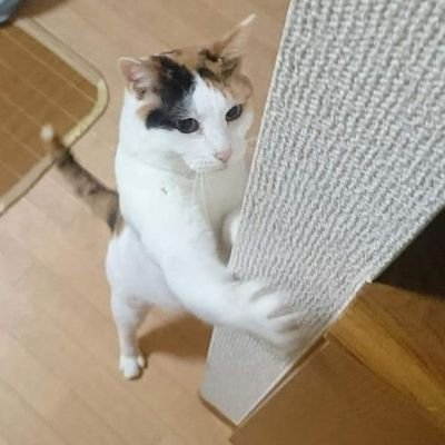 katsumatashoot's profile picture