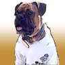 cabaislois's profile picture