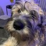 CeeCat's profile picture