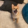inno atom 🦊 profil fotoğrafı