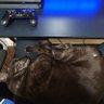 たろん♪ 的头像