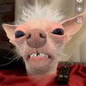 Clay Galante's profile picture