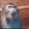 Piuriaacida profil fotoğrafı
