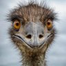 Фото профиля flippant_emu2