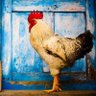 Pevac 🐔 Taksi profil fotoğrafı