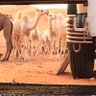 بدوي نفود السر's profile picture