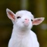 痴心妄想 profil fotoğrafı