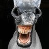 Profilbild von The Horse Whisperer
