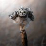 ohyesikuiku profil fotoğrafı