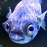 The Other Salmon of Doubt #FBPE 🇺🇦🙀😻 的头像