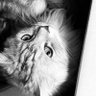 ぬこだいすき's profile picture