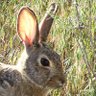 Фото профиля The Unregistered Rabbit