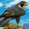 Saif Wazir's profile picture