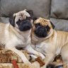 Profilbild von Pugmom