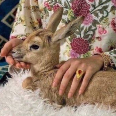 جــزلــة🦌jazlah's profile picture