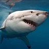 Sharkey aka Subz007 profil fotoğrafı