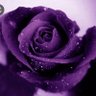 البيداء. #'s profile picture