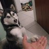 steve 的头像