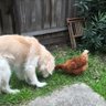 Profilbild von dogs and cats and chickens