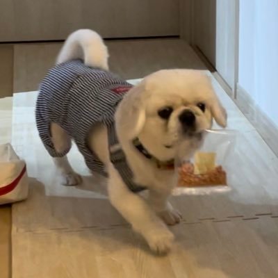 マンモーニ・ペコ's profile picture