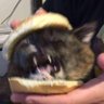 BlitzGruen's profile picture