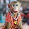 Yupha Wills's profile picture