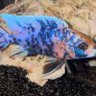 Cichlid Rookie profil fotoğrafı