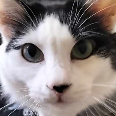 komame061125's profile picture