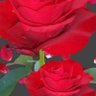 مرحبا's profile picture
