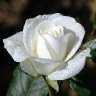 white-rose 的头像