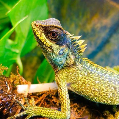 NXFCkc's profile picture