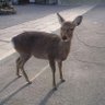 しらたま's profile picture