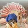 osuika's profile picture