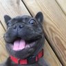 WhitleBritches's profile picture