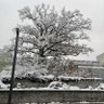 snowtree profil fotoğrafı
