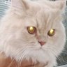 جبرالٹر profil fotoğrafı