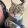 Skip Intro (aka Leonidas Chiles) profil fotoğrafı