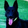 A Maligator Mom ๐พ๐น๐บ๐ธ's profile picture