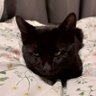 Фото профиля Хозяйка_кота