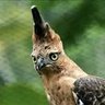 elang jawa 🇮🇩🇮🇩 profil fotoğrafı