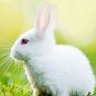 BunniesFun_ Kei's profile picture