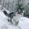 🏳️⚧️ CatInSnow🎗🏳️⚧️ 的头像
