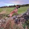 Charlie & Malinois Yarna 的头像