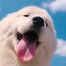 wgjj's profile picture