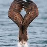 alpha wolf profil fotoğrafı