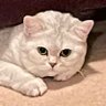 Lana-Lana profil fotoğrafı