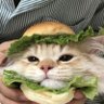 fad's profile picture